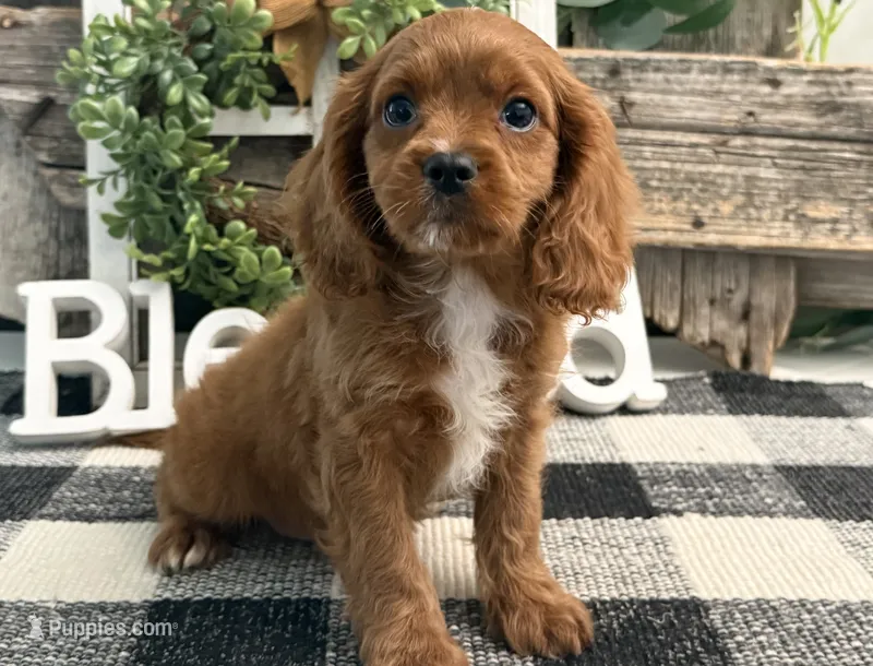 Kyler – Cavalier King Charles Spaniel, Poodle - Toy  puppy for sale in Shipshewana, IN