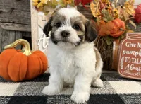 Rylee, a female Havanese for sale in Shipshewana, IN – 4 of 6