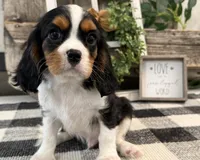 Miles, a male Cavalier King Charles Spaniel for sale in Shipshewana, IN – 3 of 5