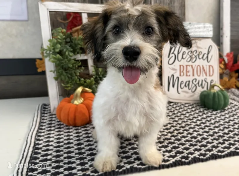 Howell – Havanese puppy for sale in Shipshewana, IN