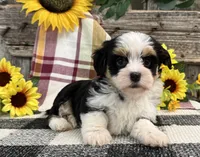 Holly, a female Havanese for sale in Shipshewana, IN – 3 of 6