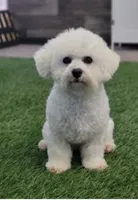 Sentinel, a male Bichon Frise for sale in Shipshewana, IN – 5 of 6