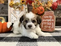 Rylee, a female Havanese for sale in Shipshewana, IN – 3 of 6