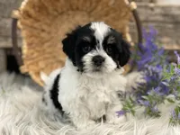 Denver, a male Havanese for sale in Shipshewana, IN – Photo 1 of 4
