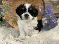 Denver, a male Havanese for sale in Shipshewana, IN – Photo 3 of 4