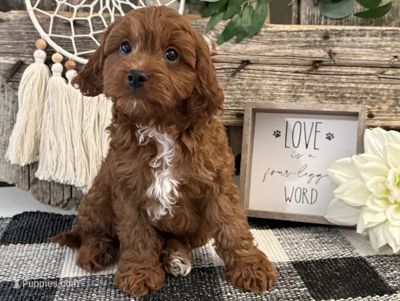 Phelps – Cavalier King Charles Spaniel, Poodle - Toy  puppy for sale in Shipshewana, IN