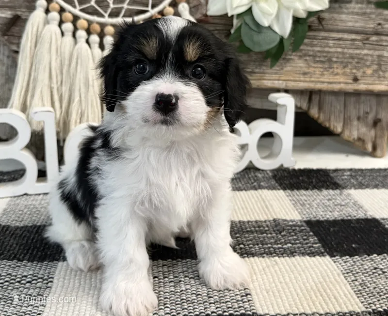 Newton – Bichon Frise, Cavalier King Charles Spaniel puppy for sale in Shipshewana, IN