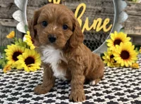 Penn, a male Cavalier King Charles Spaniel and Poodle - Toy  for sale in Shipshewana, IN – 2 of 5