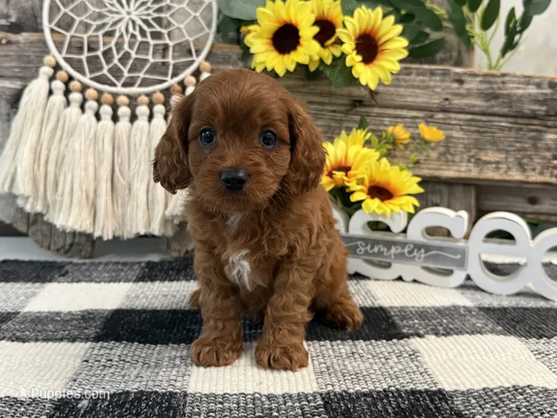 Kullin – Cavalier King Charles Spaniel, Poodle - Toy  puppy for sale in Shipshewana, IN