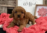 Nala, a female Cavalier King Charles Spaniel and Poodle - Miniature  for sale in Shipshewana, IN – Photo 1 of 6