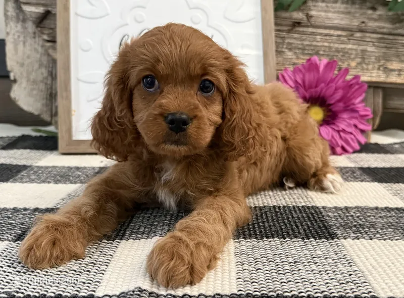 Nala – Cavalier King Charles Spaniel, Poodle - Miniature  puppy for sale in Shipshewana, IN