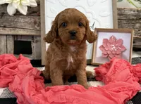 Nala, a female Cavalier King Charles Spaniel and Poodle - Miniature  for sale in Shipshewana, IN – Photo 4 of 6