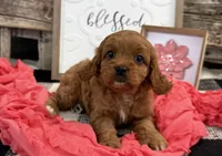 Nala, a female Cavalier King Charles Spaniel and Poodle - Miniature  for sale in Shipshewana, IN – Photo 3 of 6