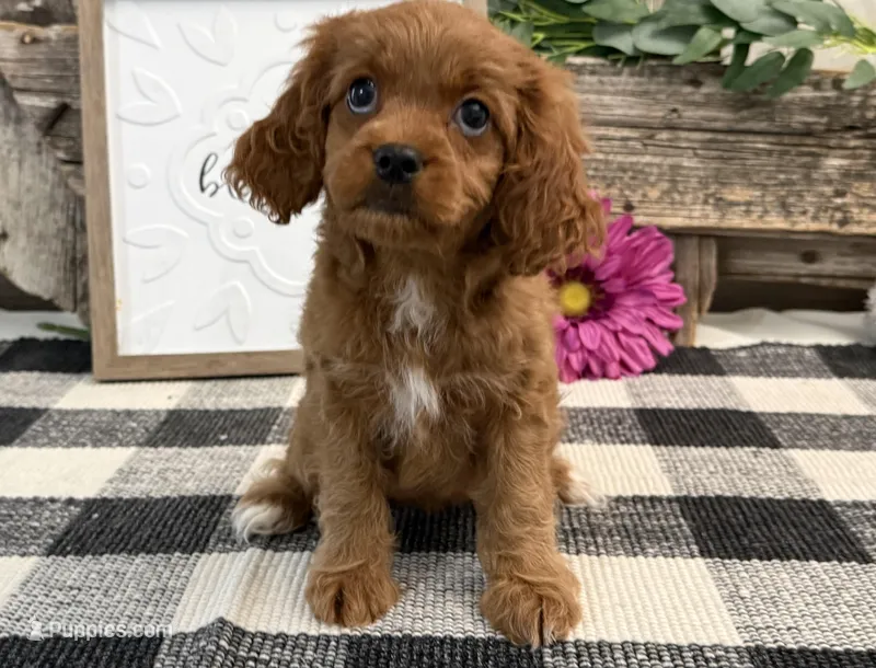 Nala – Cavalier King Charles Spaniel, Poodle - Miniature  puppy for sale in Shipshewana, IN