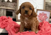 Nala, a female Cavalier King Charles Spaniel and Poodle - Miniature  for sale in Shipshewana, IN – Photo 2 of 6