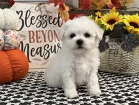Sully, a male Bichon Frise for sale in Shipshewana, IN – 2 of 6
