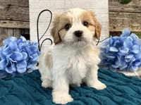Nixon, a male Bichon Frise and Cavalier King Charles Spaniel for sale in Shipshewana, IN – 2 of 6