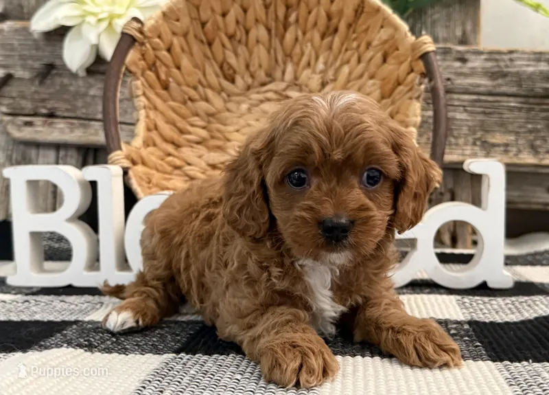 Nolan – Cavalier King Charles Spaniel, Poodle - Miniature  puppy for sale in Shipshewana, IN
