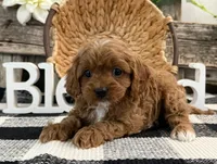 Nolan, a male Cavalier King Charles Spaniel and Poodle - Miniature  for sale in Shipshewana, IN – Photo 2 of 6