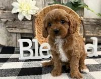 Nolan, a male Cavalier King Charles Spaniel and Poodle - Miniature  for sale in Shipshewana, IN – Photo 3 of 6