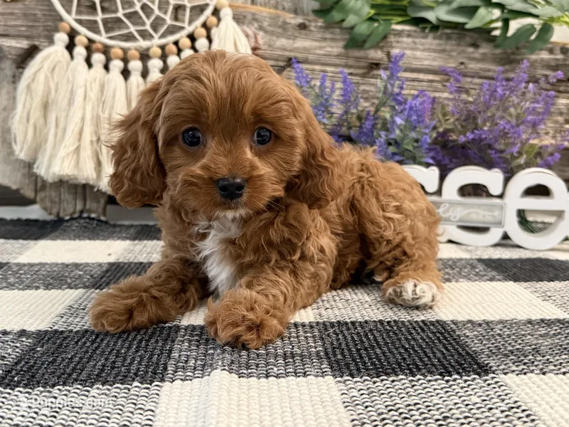 Nolan – Cavalier King Charles Spaniel, Poodle - Miniature  puppy for sale in Shipshewana, IN