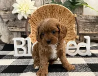 Nolan, a male Cavalier King Charles Spaniel and Poodle - Miniature  for sale in Shipshewana, IN – Photo 4 of 6