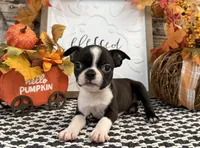 Paivi, a female Boston Terrier for sale in Shipshewana, IN – 3 of 7