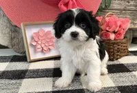 Nica, a female Bichon Frise and Cavalier King Charles Spaniel for sale in Shipshewana, IN – 2 of 6