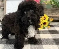 Mocha, a female Havapoo for sale in Shipshewana, IN – 5 of 7