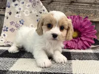 Darby, a female Bichon Frise and Cavalier King Charles Spaniel for sale in Shipshewana, IN – 3 of 6