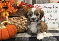 Rafe, a male Havanese for sale in Shipshewana, IN – 4 of 6