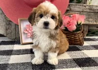 Farrah, a female Havanese for sale in Shipshewana, IN – 4 of 6