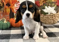 Julian, a male Cavalier King Charles Spaniel for sale in Shipshewana, IN – 2 of 6