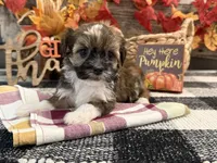 Rythmn, a female Havanese for sale in Shipshewana, IN – 4 of 6