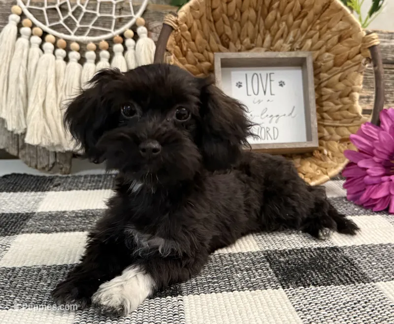 Bella – Havanese, Poodle - Miniature  puppy on hold in Shipshewana, IN