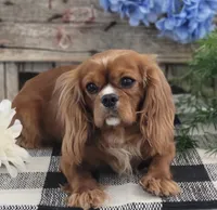 Kyler, a male Cavalier King Charles Spaniel and Poodle - Toy  for sale in Shipshewana, IN – 5 of 6