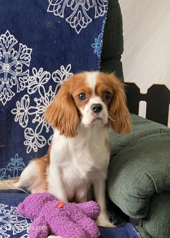 Evie – Cavalier King Charles Spaniel puppy for sale in Shipshewana, IN