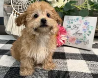 Burgundy, a female Havanese and Poodle - Miniature  for sale in Shipshewana, IN – 3 of 7