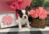Oxana, a female Boston Terrier for sale in Shipshewana, IN – 2 of 7