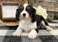 Miles, a male Cavalier King Charles Spaniel for sale in Shipshewana, IN – 3 of 6