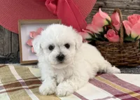 Twila, a male Bichon Frise for sale in Shipshewana, IN – 2 of 6