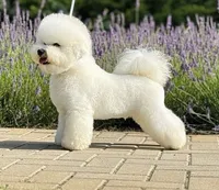 Worthy, a female Bichon Frise for sale in Shipshewana, IN – 5 of 6