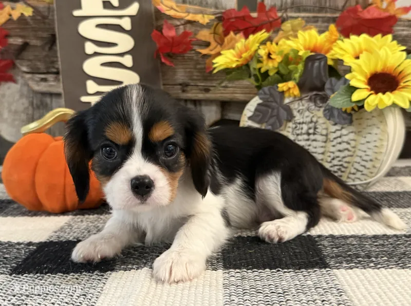 Julian – Cavalier King Charles Spaniel puppy for sale in Shipshewana, IN