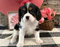 Monique, a female Cavalier King Charles Spaniel for sale in Shipshewana, IN – 3 of 6