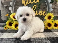 Theodore, a male Bichon Frise for sale in Shipshewana, IN – 2 of 6