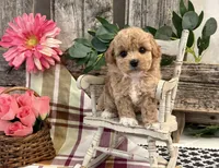 Evalina, a female Bichon Frise and Poodle - Toy  for sale in Shipshewana, IN – 2 of 6
