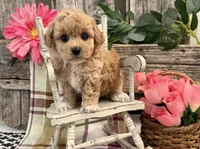 Evalina, a female Bichon Frise and Poodle - Toy  for sale in Shipshewana, IN – 4 of 6