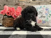 Mocha, a female Havapoo for sale in Shipshewana, IN – Photo 4 of 6