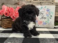 Mocha, a female Havapoo for sale in Shipshewana, IN – Photo 3 of 6