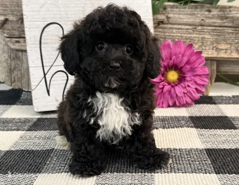 Mocha – Havapoo puppy for sale in Shipshewana, IN